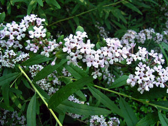 Motýlí keř, Komule střidavolistá - Buddleja alternifolia