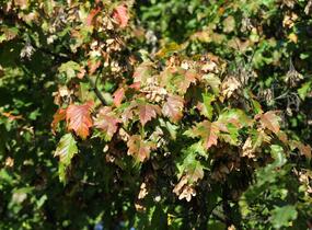 Javor ginnala - Acer ginnala