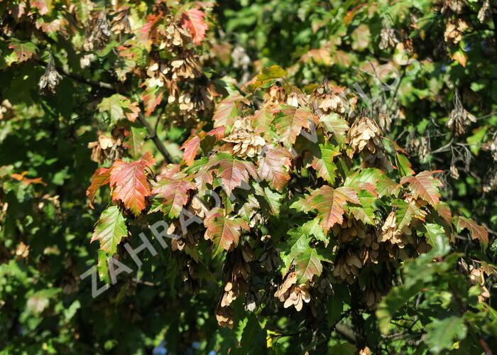 Javor ginnala - Acer ginnala