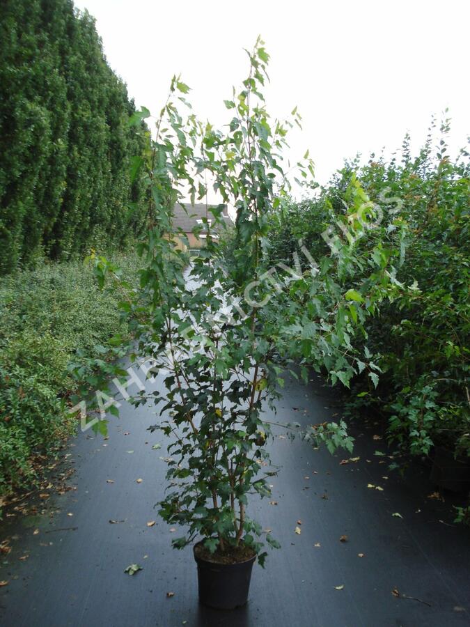 Javor ginnala - Acer ginnala