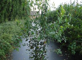 Javor ginnala - Acer ginnala