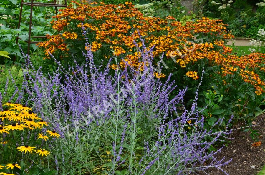 Perovskie lebedolistá - Perovskia atriplicifolia