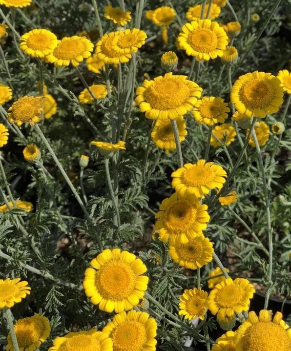 Rmen barvířský 'Charme' - Anthemis tinctoria 'Charme'