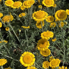 Rmen barvířský 'Charme' - Anthemis tinctoria 'Charme'