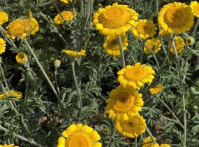 Rmen barvířský 'Charme' - Anthemis tinctoria 'Charme'
