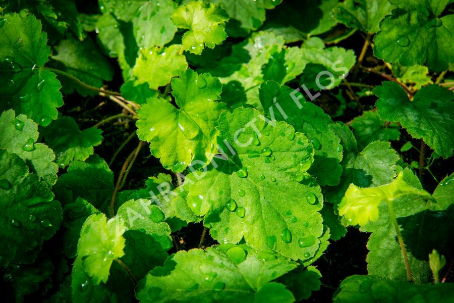 Dlužela 'Bridget Bloom' - Heucherella alba 'Bridget Bloom'