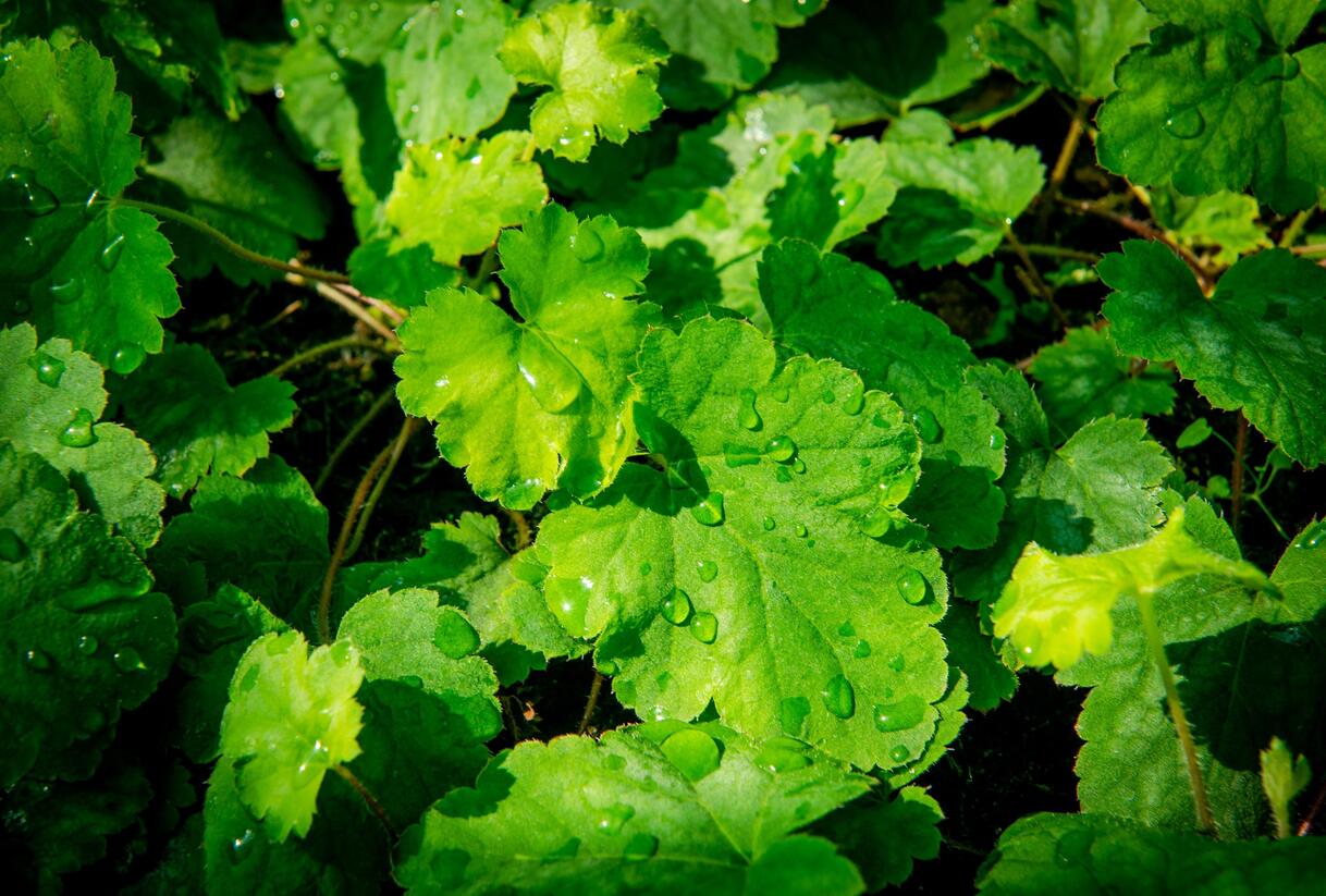 Dlužela 'Bridget Bloom' - Heucherella alba 'Bridget Bloom'