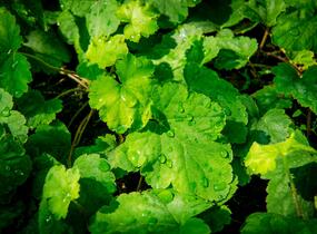 Dlužela 'Bridget Bloom' - Heucherella alba 'Bridget Bloom'