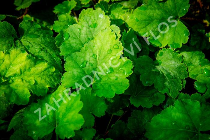 Dlužela 'Bridget Bloom' - Heucherella alba 'Bridget Bloom'