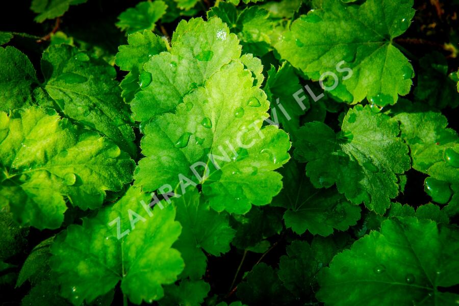 Dlužela 'Bridget Bloom' - Heucherella alba 'Bridget Bloom'