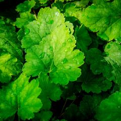 Dlužela 'Bridget Bloom' - Heucherella alba 'Bridget Bloom'