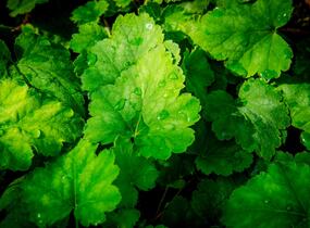 Dlužela 'Bridget Bloom' - Heucherella alba 'Bridget Bloom'