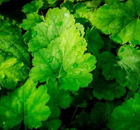 Dlužela 'Bridget Bloom' - Heucherella alba 'Bridget Bloom'