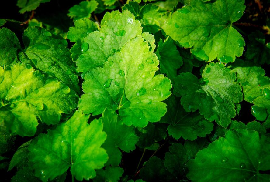 Dlužela 'Bridget Bloom' - Heucherella alba 'Bridget Bloom'
