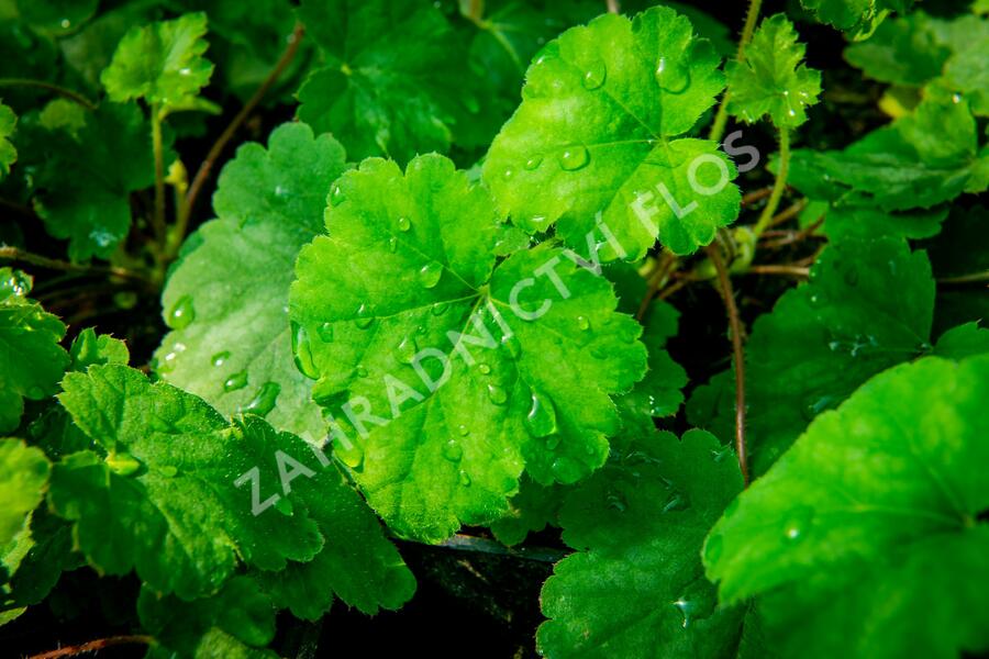 Dlužela 'Bridget Bloom' - Heucherella alba 'Bridget Bloom'