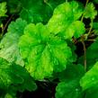 Dlužela 'Bridget Bloom' - Heucherella alba 'Bridget Bloom'