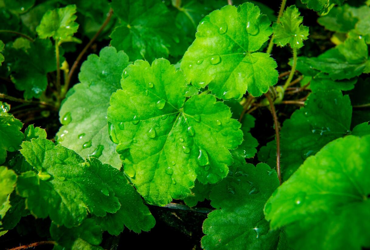 Dlužela 'Bridget Bloom' - Heucherella alba 'Bridget Bloom'