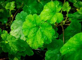 Dlužela 'Bridget Bloom' - Heucherella alba 'Bridget Bloom'