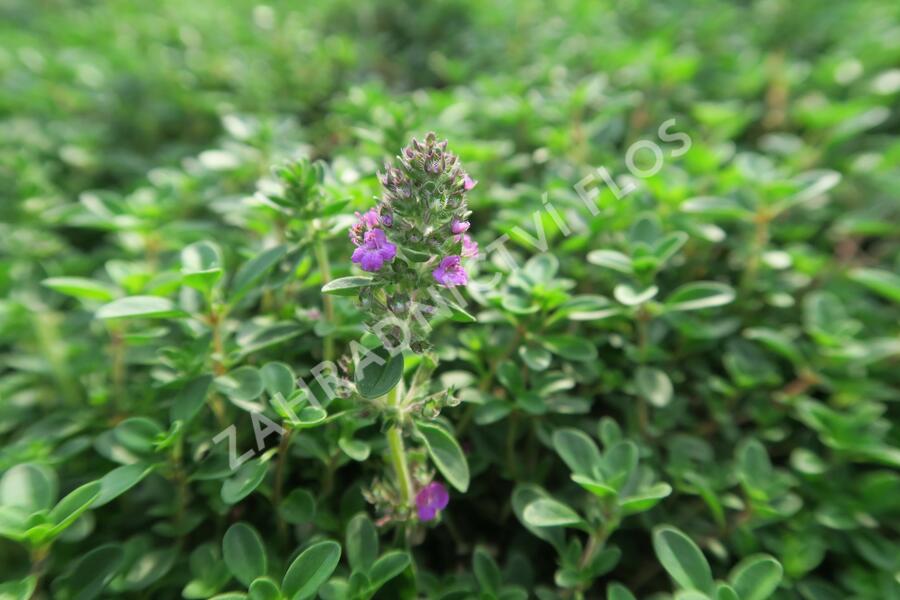 Mateřídouška 'Purpurteppich' - Thymus rotundifolius 'Purpurteppich'