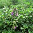 Mateřídouška 'Purpurteppich' - Thymus rotundifolius 'Purpurteppich'