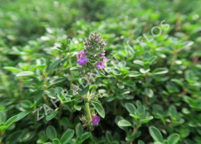 Mateřídouška 'Purpurteppich' - Thymus rotundifolius 'Purpurteppich'