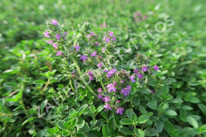 Mateřídouška 'Purpurteppich' - Thymus rotundifolius 'Purpurteppich'