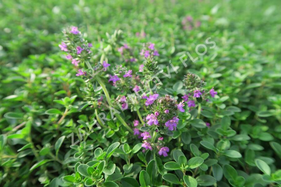 Mateřídouška 'Purpurteppich' - Thymus rotundifolius 'Purpurteppich'