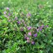 Mateřídouška 'Purpurteppich' - Thymus rotundifolius 'Purpurteppich'