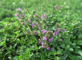 Mateřídouška 'Purpurteppich' - Thymus rotundifolius 'Purpurteppich'