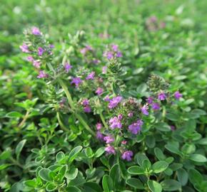 Mateřídouška 'Purpurteppich' - Thymus rotundifolius 'Purpurteppich'