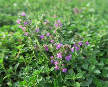 Mateřídouška 'Purpurteppich'