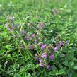 Mateřídouška 'Purpurteppich' - Thymus rotundifolius 'Purpurteppich'