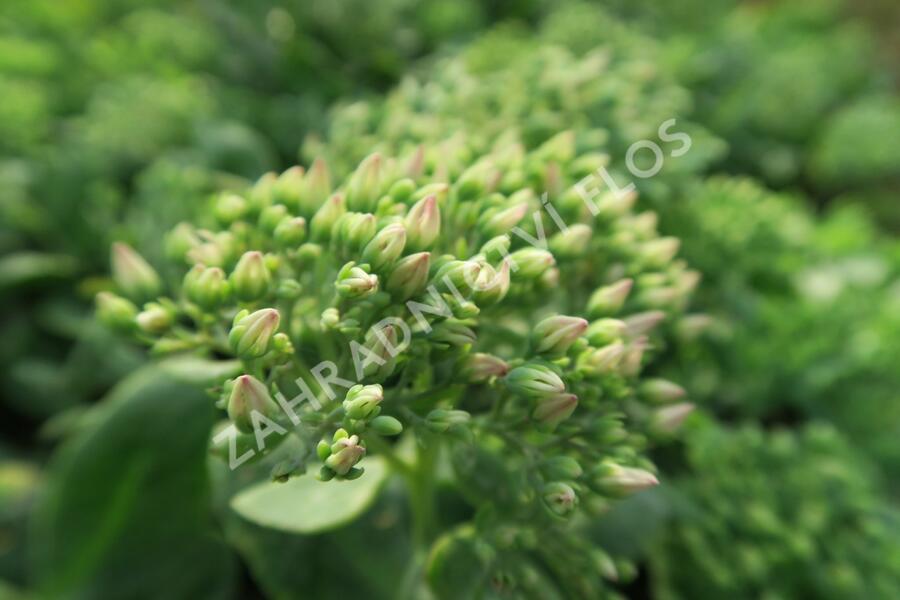 Rozchodník nachový 'Meteor' - Sedum telephium 'Meteor'