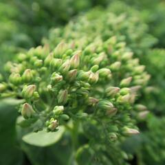 Rozchodník nachový 'Meteor' - Sedum telephium 'Meteor'