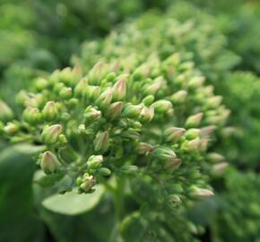 Rozchodník nachový 'Meteor' - Sedum telephium 'Meteor'