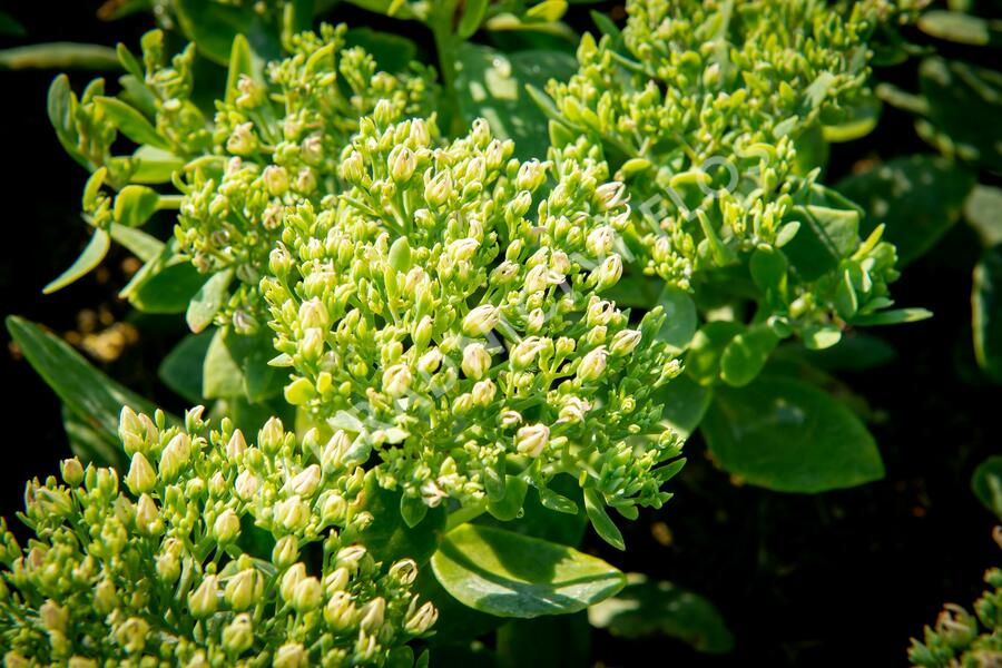 Rozchodník nachový 'Meteor' - Sedum telephium 'Meteor'