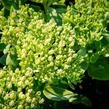 Rozchodník nachový 'Meteor' - Sedum telephium 'Meteor'
