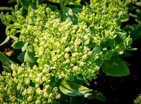 Rozchodník nachový 'Meteor' - Sedum telephium 'Meteor'