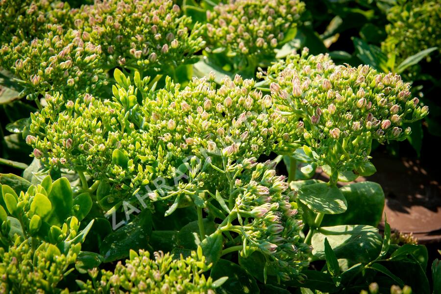 Rozchodník nachový 'Meteor' - Sedum telephium 'Meteor'