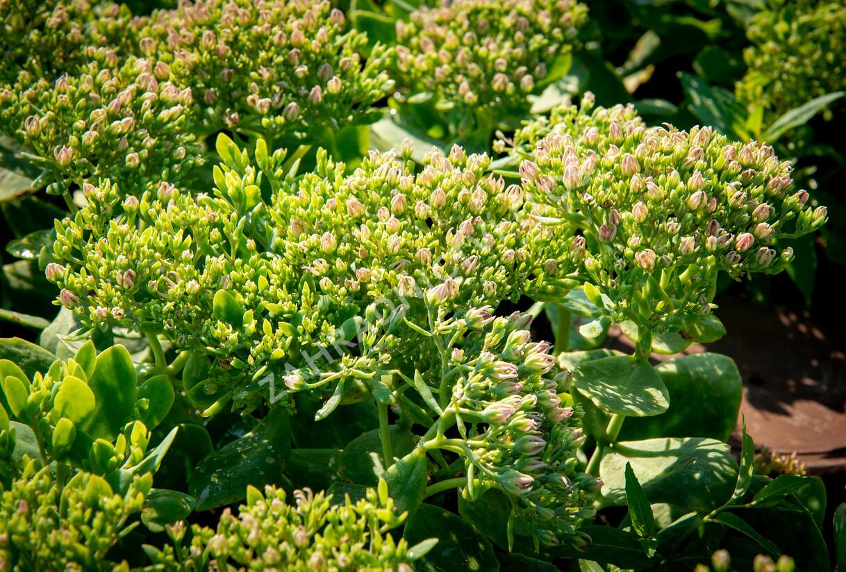 Rozchodník nachový 'Meteor' - Sedum telephium 'Meteor'