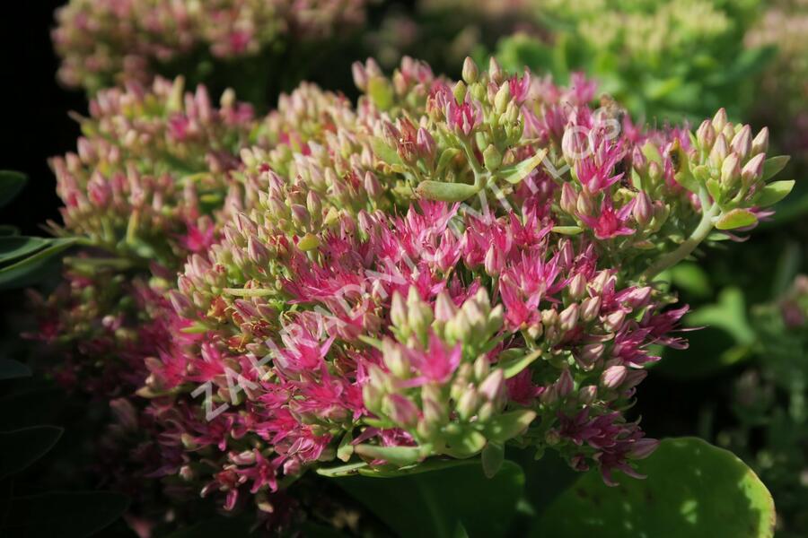 Rozchodník nachový 'Meteor' - Sedum telephium 'Meteor'