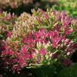 Rozchodník nachový 'Meteor' - Sedum telephium 'Meteor'