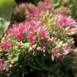 Rozchodník nachový 'Meteor' - Sedum telephium 'Meteor'