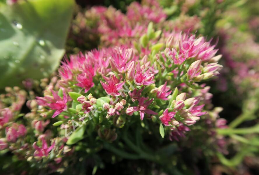 Rozchodník nachový 'Meteor' - Sedum telephium 'Meteor'
