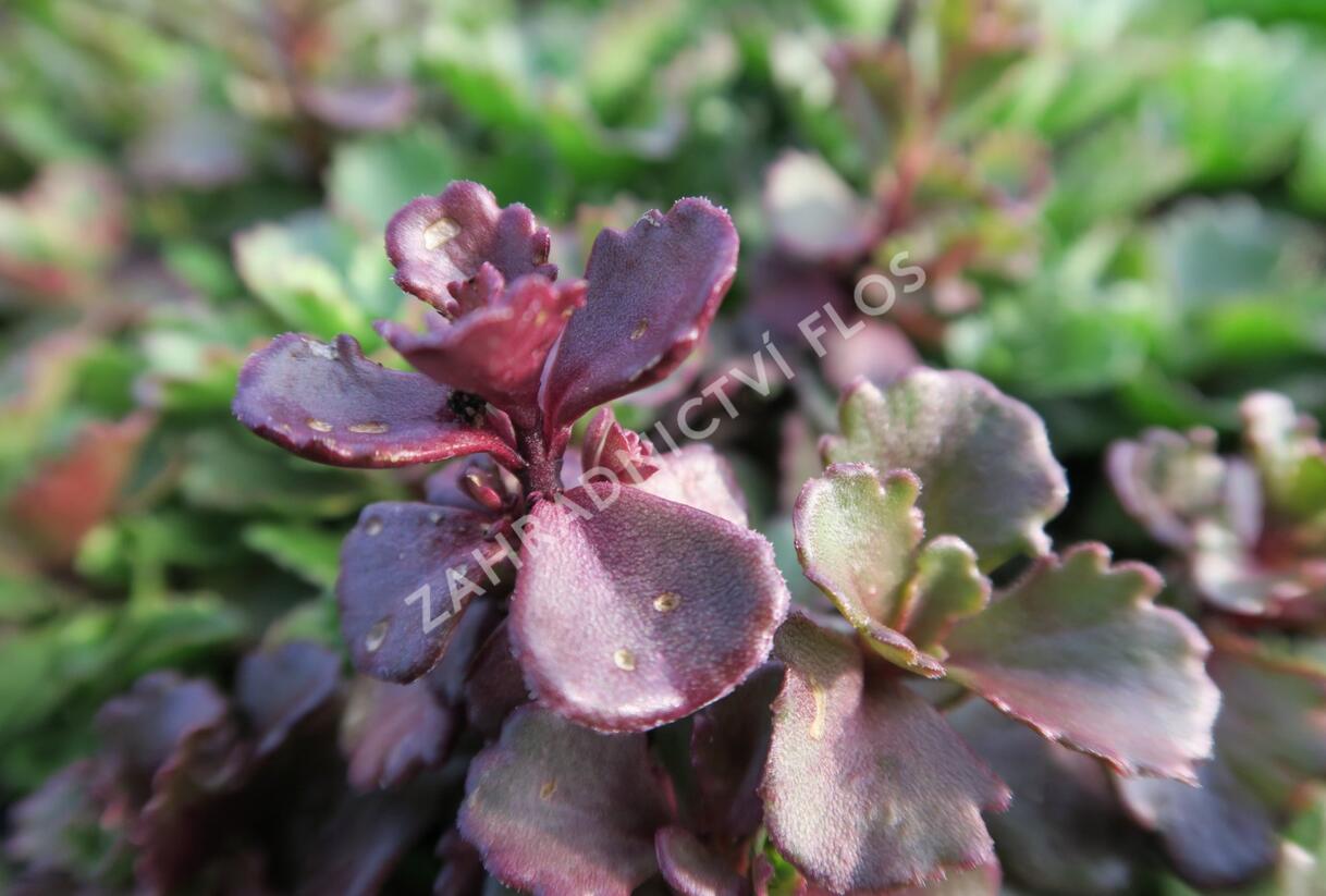 Rozchodník pochybný 'Schorbuser Blut' - Sedum spurium 'Schorbuser Blut'