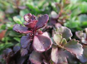 Rozchodník pochybný 'Schorbuser Blut' - Sedum spurium 'Schorbuser Blut'