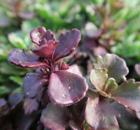 Rozchodník pochybný 'Schorbuser Blut' - Sedum spurium 'Schorbuser Blut'