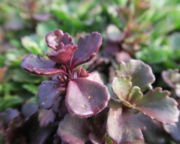 Rozchodník pochybný 'Schorbuser Blut'