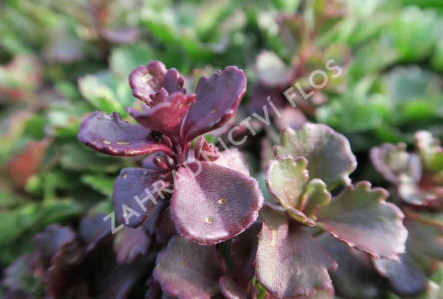 Rozchodník pochybný 'Schorbuser Blut' - Sedum spurium 'Schorbuser Blut'