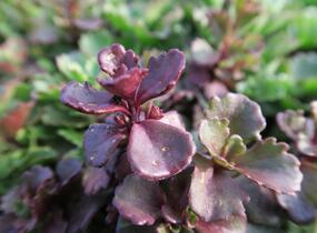 Rozchodník pochybný 'Schorbuser Blut' - Sedum spurium 'Schorbuser Blut'